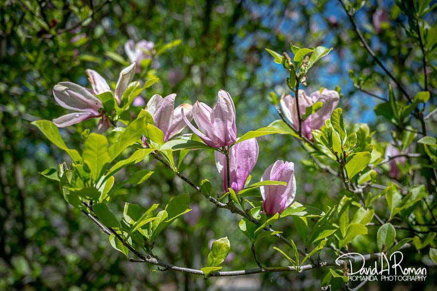 Spring on the farm